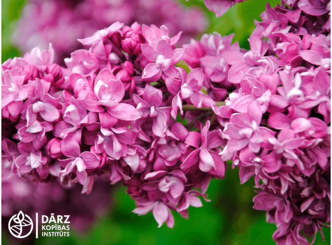 Syringa vulgaris   'Ogni Donbassa'